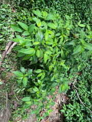 Strobilanthes hamiltoniana