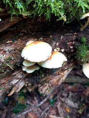 Hypholoma capnoides