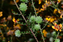 Pultenaea gunnii