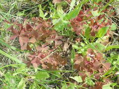 Oxalis stricta rufa
