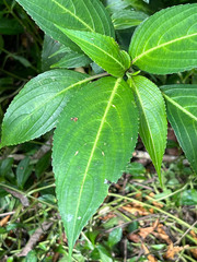 Strobilanthes hamiltoniana