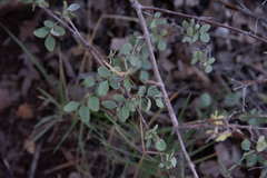 Amelanchier utahensis
