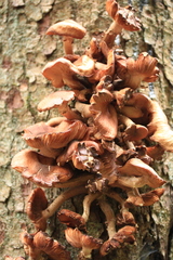 Physalacriaceae