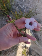 Adenandra