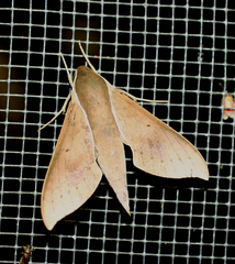 Xylophanes porcus continentalis
