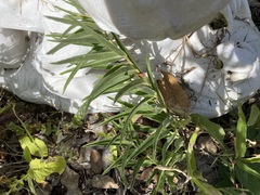Asclepias asperula