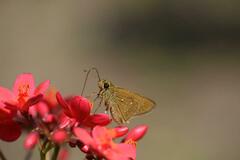 Pelopidas mathias