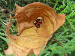 Pyrrhocoris apterus