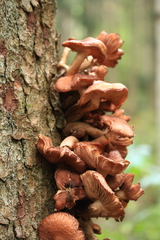 Physalacriaceae