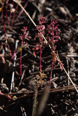 Dysphania graveolens