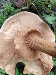 Cystoderma aureum