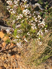 Diosma oppositifolia