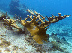 Acropora palmata