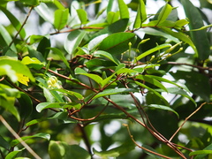Cryptolepis sinensis