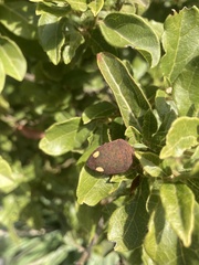 Solenosthedium bilunatum