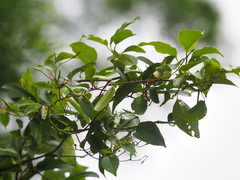 Cryptolepis sinensis