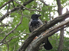 Corvus cornix