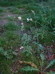 Silene latifolia