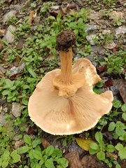 Cystoderma aureum