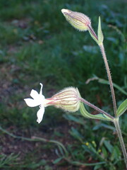Silene latifolia