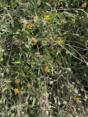 Wedelia hispida