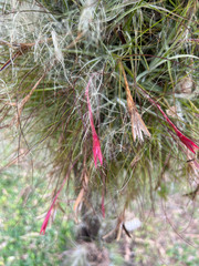 Tillandsia schiedeana