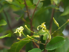 Cryptolepis sinensis