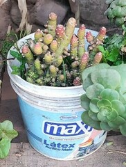 Euphorbia inermis