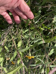 Wedelia hispida