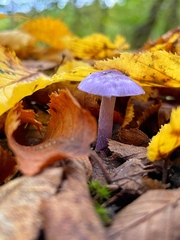 Inocybe ionolepis