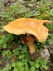 Cystoderma aureum