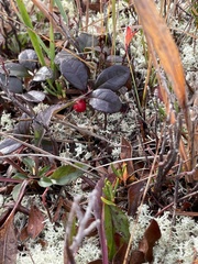 Vaccinium oxycoccos