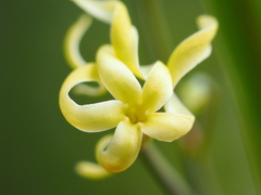Cryptolepis sinensis