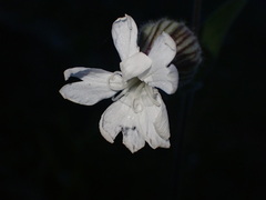 Silene latifolia