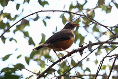 Turdus olivaceus olivaceus