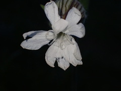 Silene latifolia