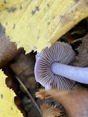 Inocybe ionolepis