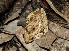 Litoria rothii