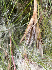 Tillandsia schiedeana