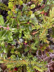 Vaccinioideae