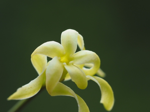 Cryptolepis sinensis (Lour.) Merr.