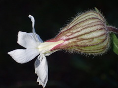 Silene latifolia