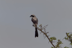 Lanius excubitoroides