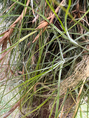 Tillandsia schiedeana