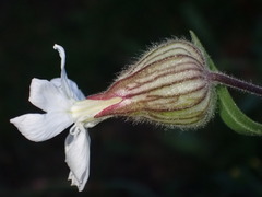 Silene latifolia