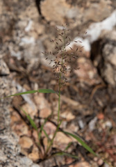 Eragrostis amabilis
