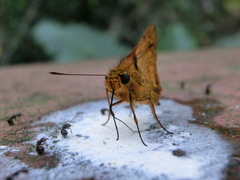 Taractrocerini