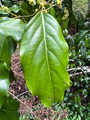 Ventilago neocaledonica
