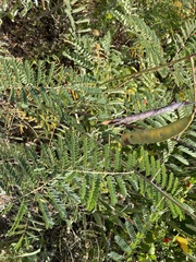 Erythrostemon gilliesii