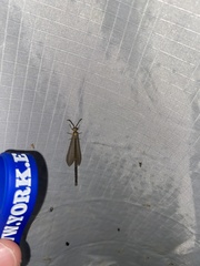 Brachynemurus